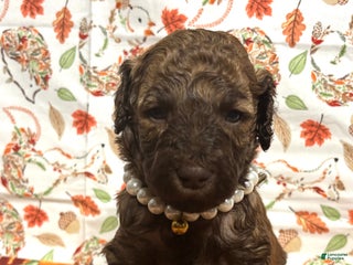 Goldendoodle dogs - Ad 8