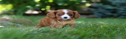 Cavalier King Charles Spaniel dogs for sale: Buddy - Ad 5