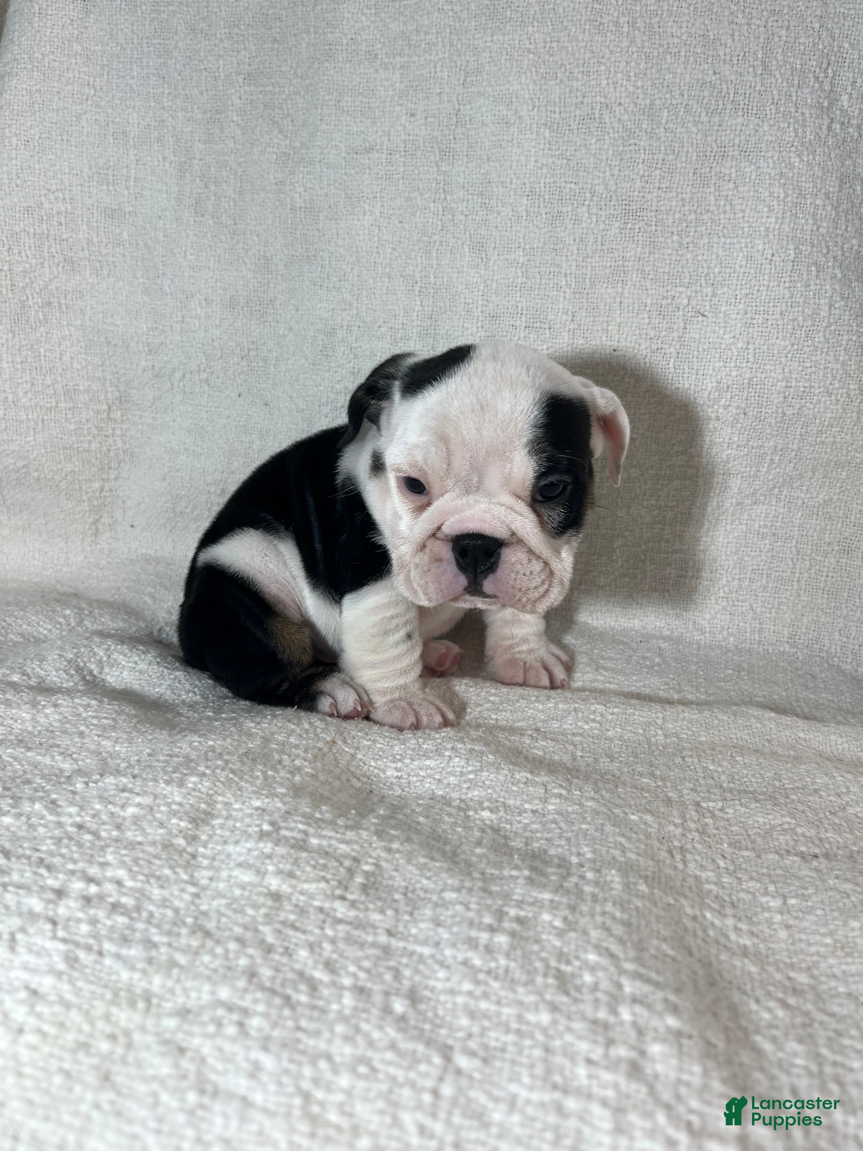 English Bulldog dogs Zoey - Ad 25