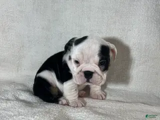 English Bulldog dogs Zoey - Ad 22