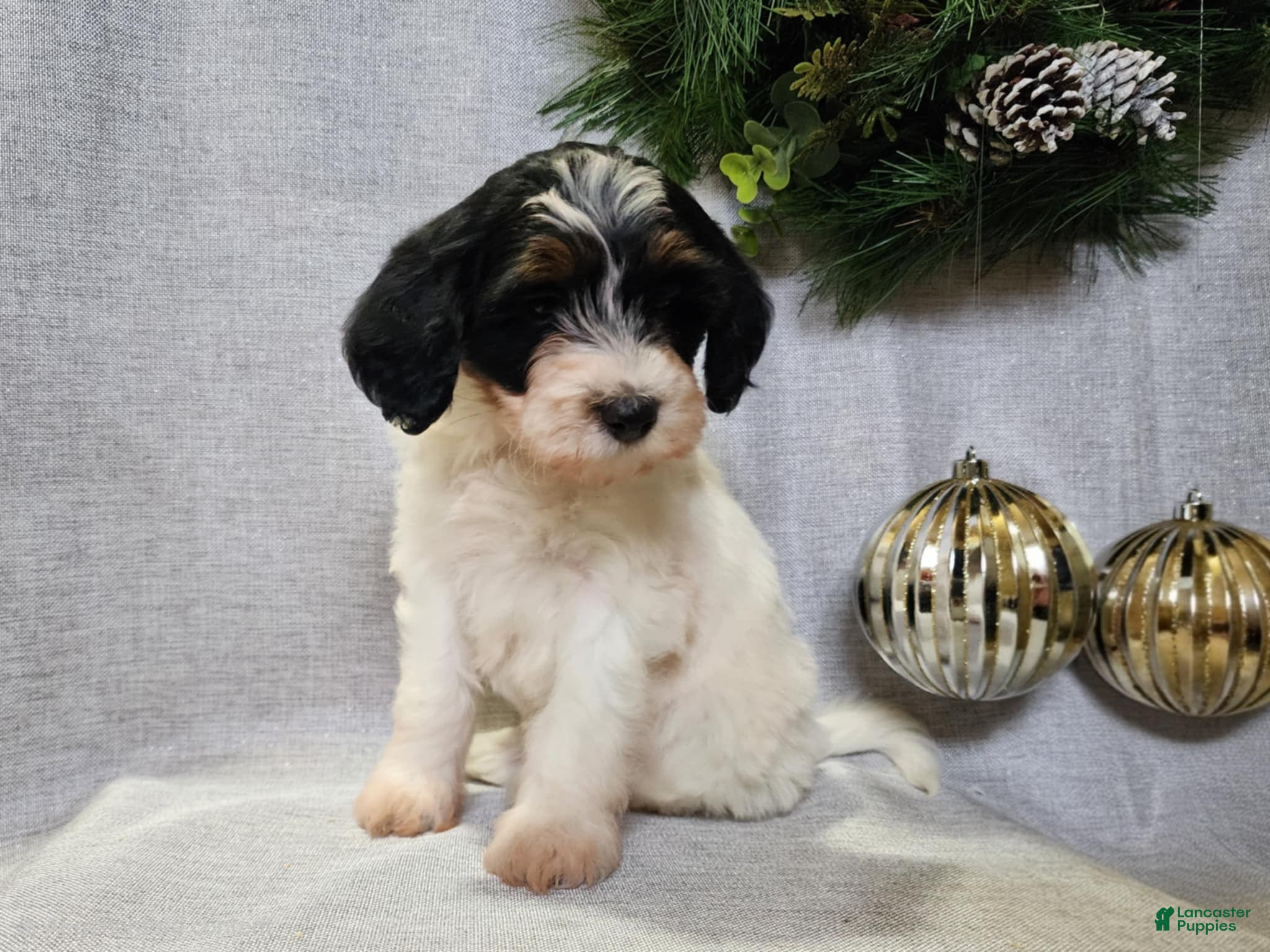 Mini Bernedoodle dogs Vixon - Ad 21