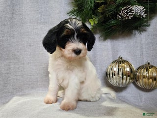Mini Bernedoodle dogs Vixon - Ad 22