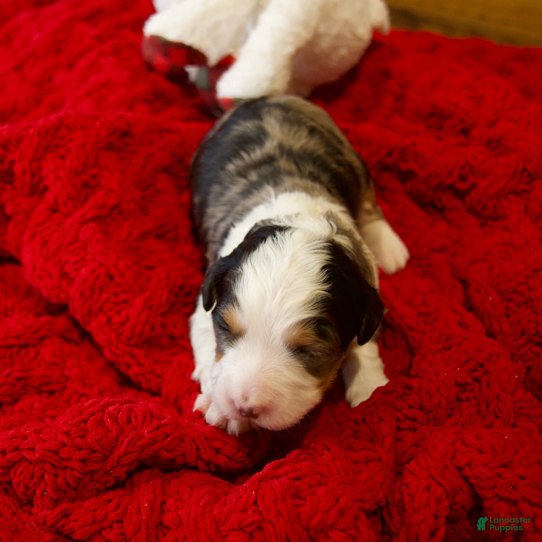 Mini Bernedoodle dogs for sale: Jolly Boy - Ad 9