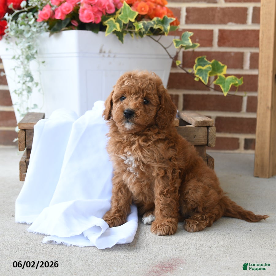 Miniature Poodle dogs for sale: Biscuit - Ad 3