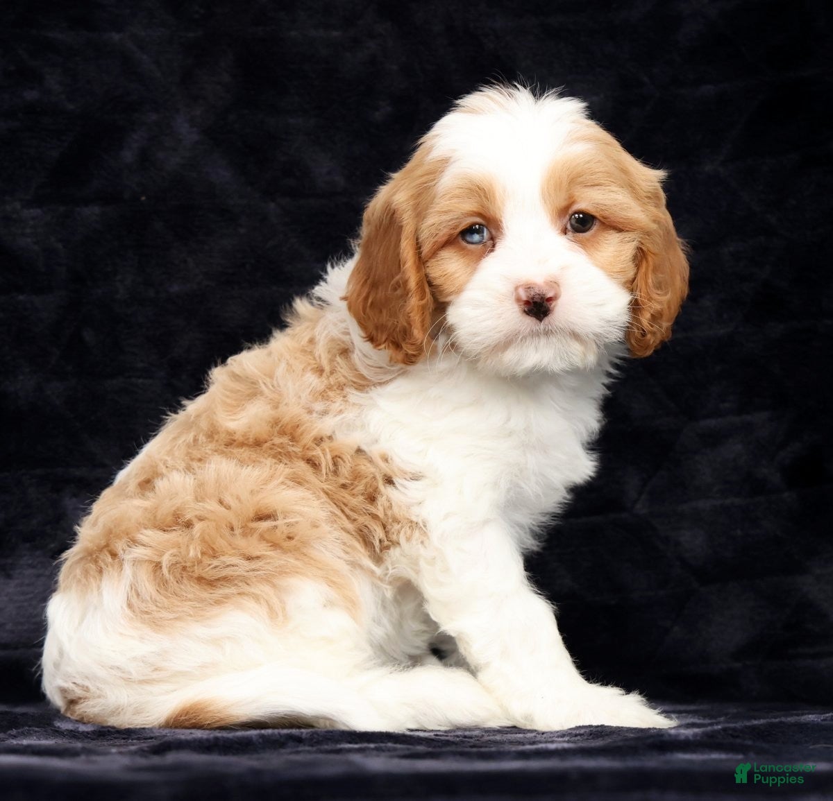 Cavapoo dogs Stanley - Ad 1