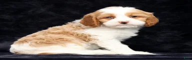 Stanley