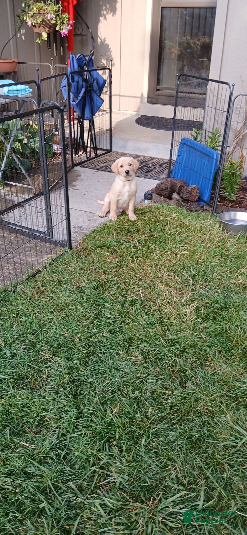 Labrador Retriever dogs Labrador Retriever Blue collar - Ad 7