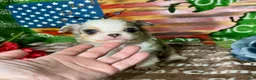 Chihuahua dogs for sale: Drysdale Long Coat - Ad 5