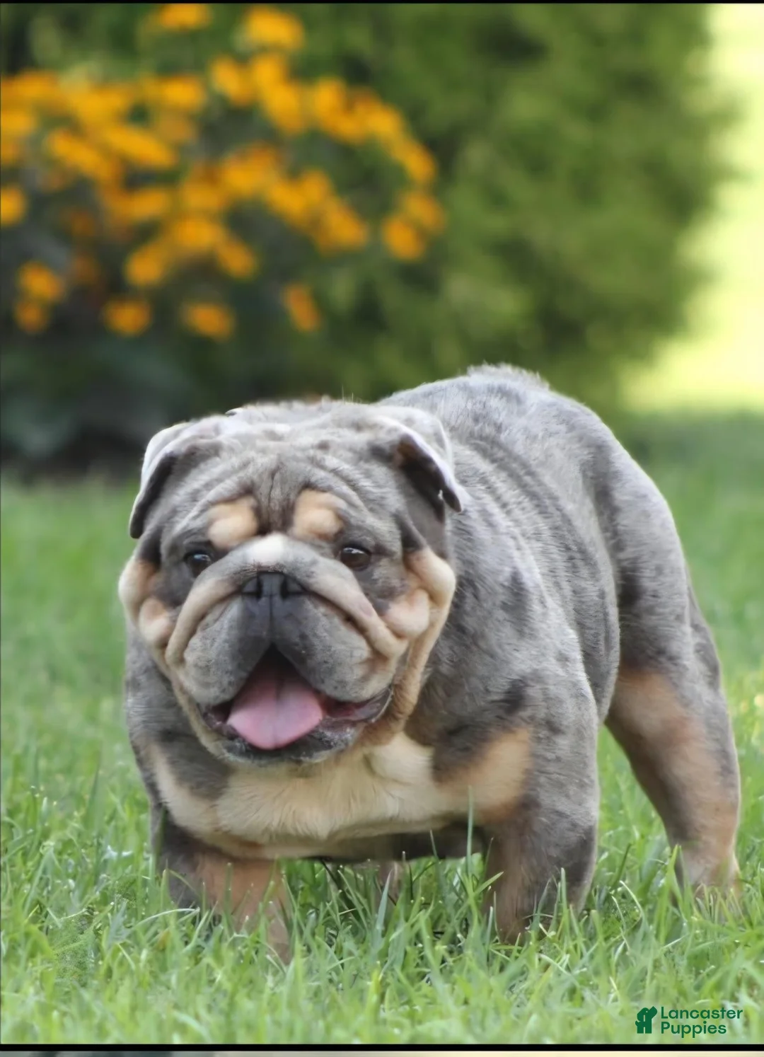 English Bulldog dogs for sale: Aegean  - Ad 8