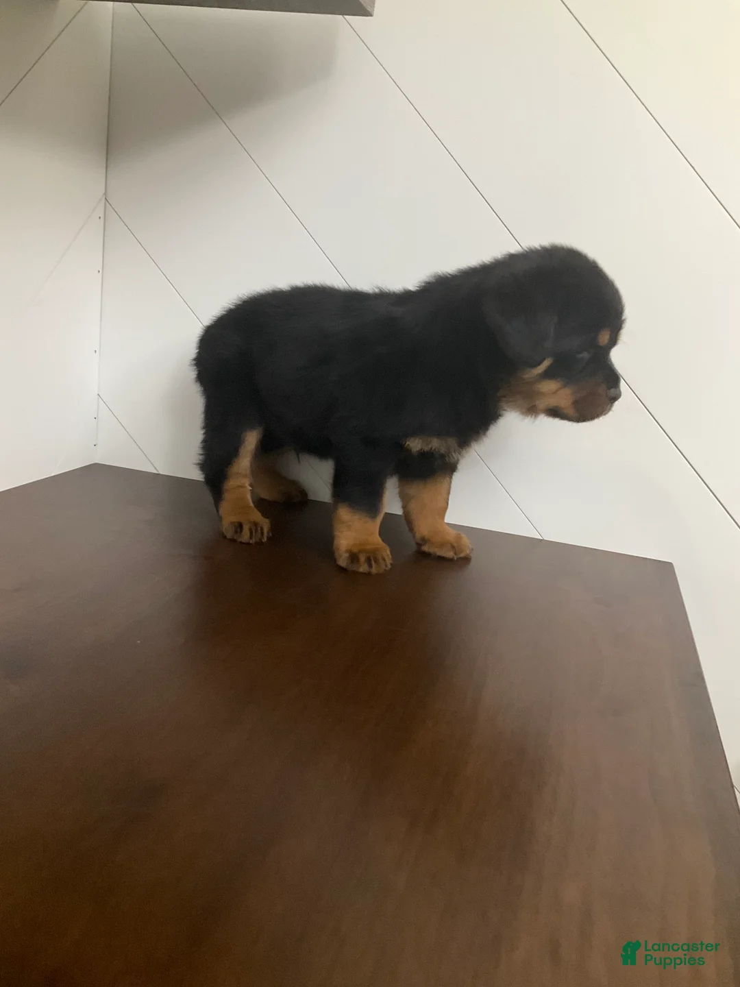 Rottweiler dogs for sale: Rottweiler Puppy 7 - Ad 6