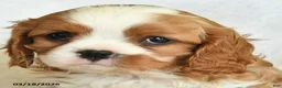 Cavalier King Charles Spaniel dogs for sale: Chase - Ad 3