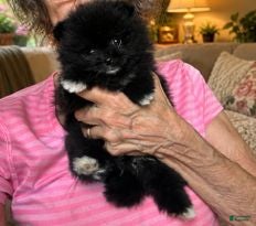 Pomeranian dogs Brea - Ad 2