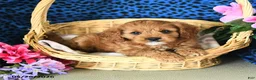 Cavapoo dogs for sale: Carson - Ad 4