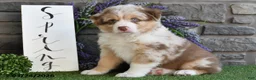 Australian Shepherd dogs for sale: Hunter - Ad 3