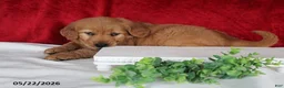 Golden Retriever dogs for sale: Rita - Ad 3