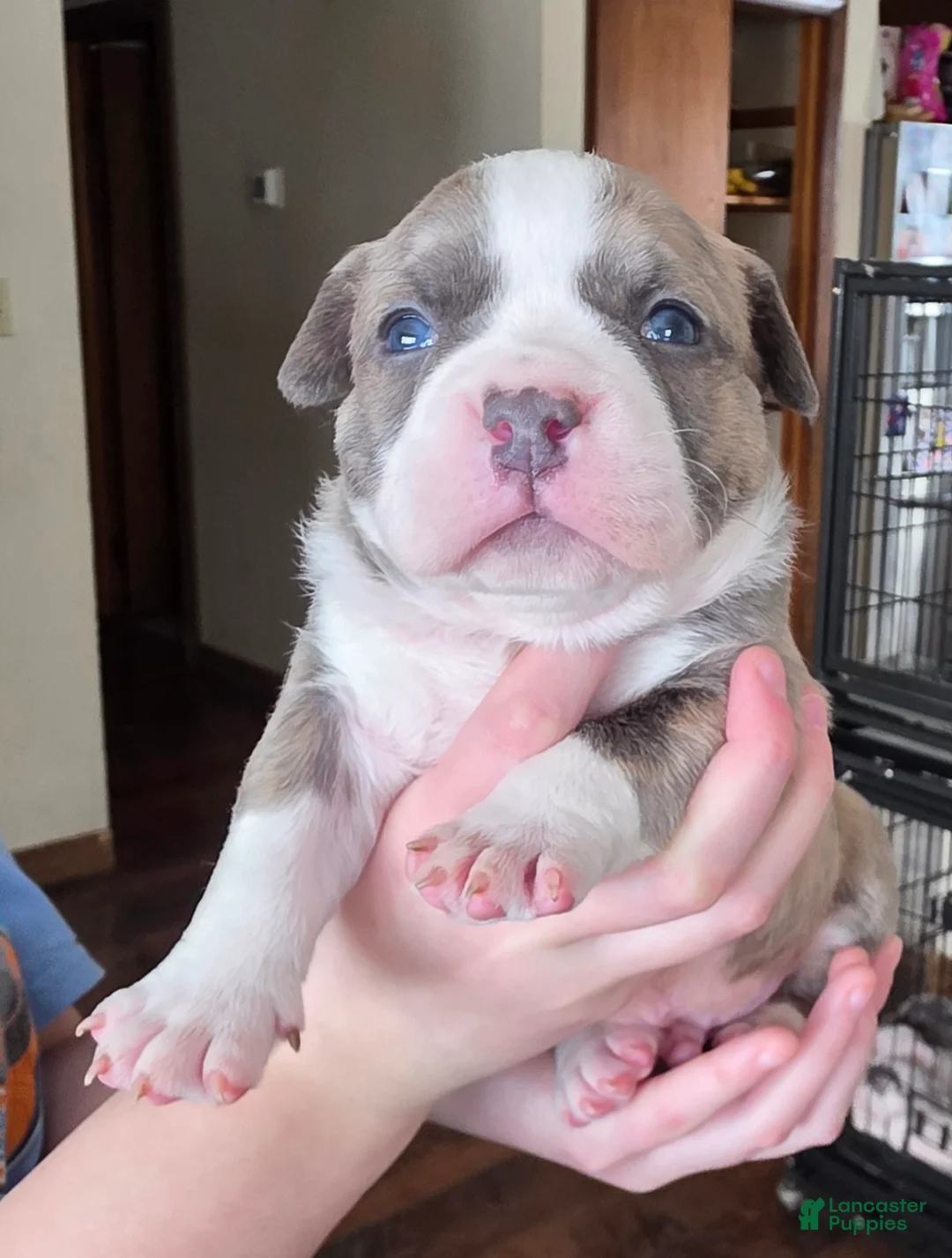 American Bully dogs for sale: Stubs - Ad 5
