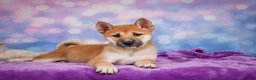 Shiba Inu dogs for sale: Luna - Ad 9