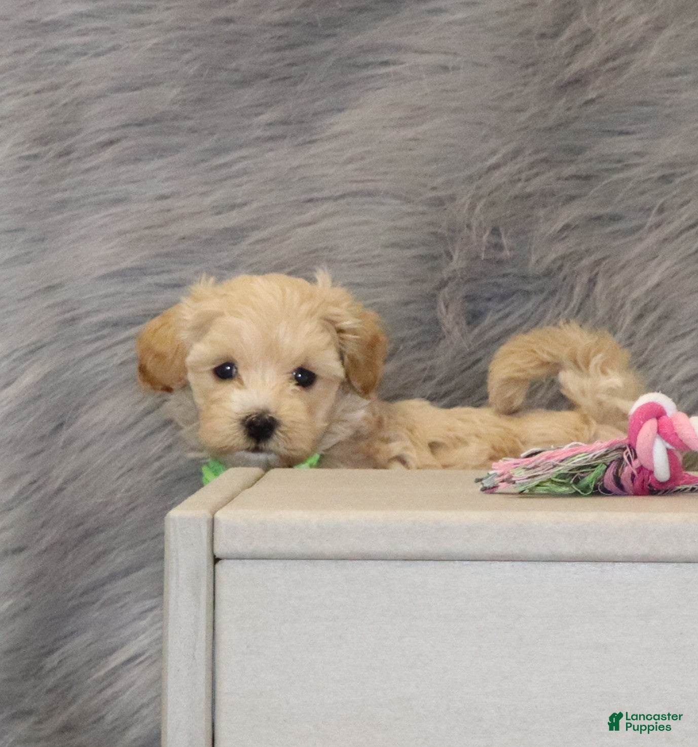 Havapoo dogs for sale: Pearl 🌷 Toy/Miniature - Ad 2