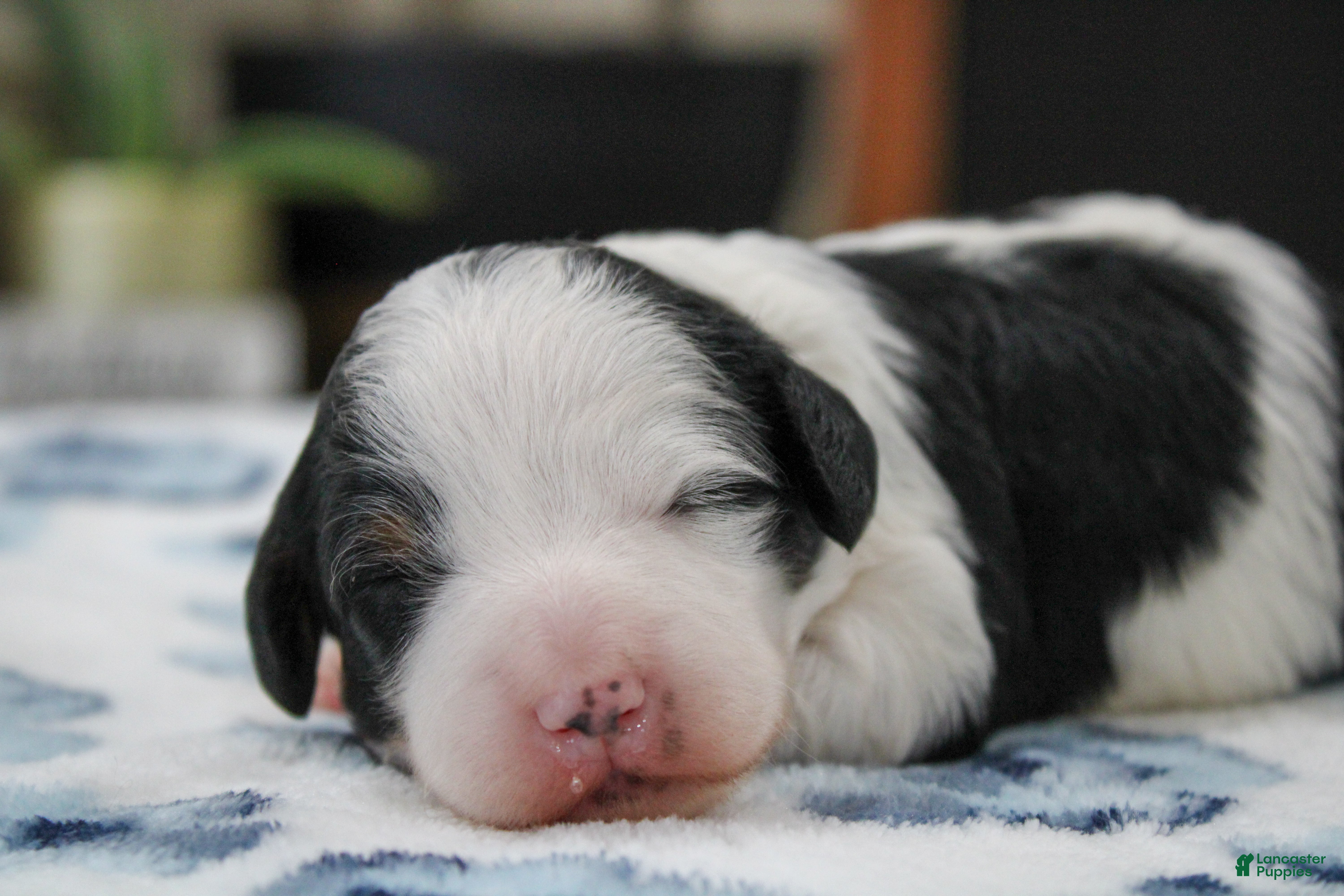 Mini Bernedoodle dogs Teagan - Ad 2