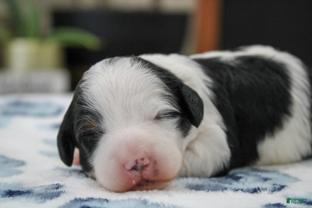 Mini Bernedoodle dogs for sale: Teagan - Ad 2
