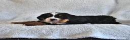 Bernese Mountain Dog dogs for sale: Creed - Ad 4