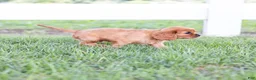 Cavalier King Charles Spaniel dogs for sale: Porky - Ad 6