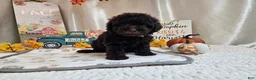 Miniature Poodle dogs for sale: Armstrong J. - Ad 5