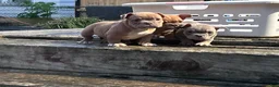 American Bully dogs for sale: Princess Peach - Ad 9