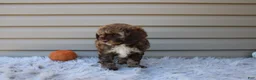 Cavapoo dogs for sale: Jaxson - Ad 7