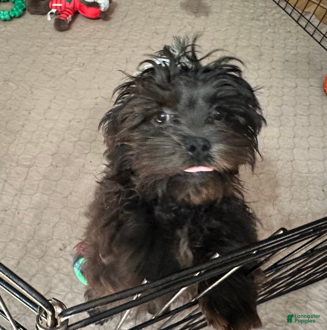 Shihpoo dogs for sale: Shihpoo Puppy 2 - Ad 3