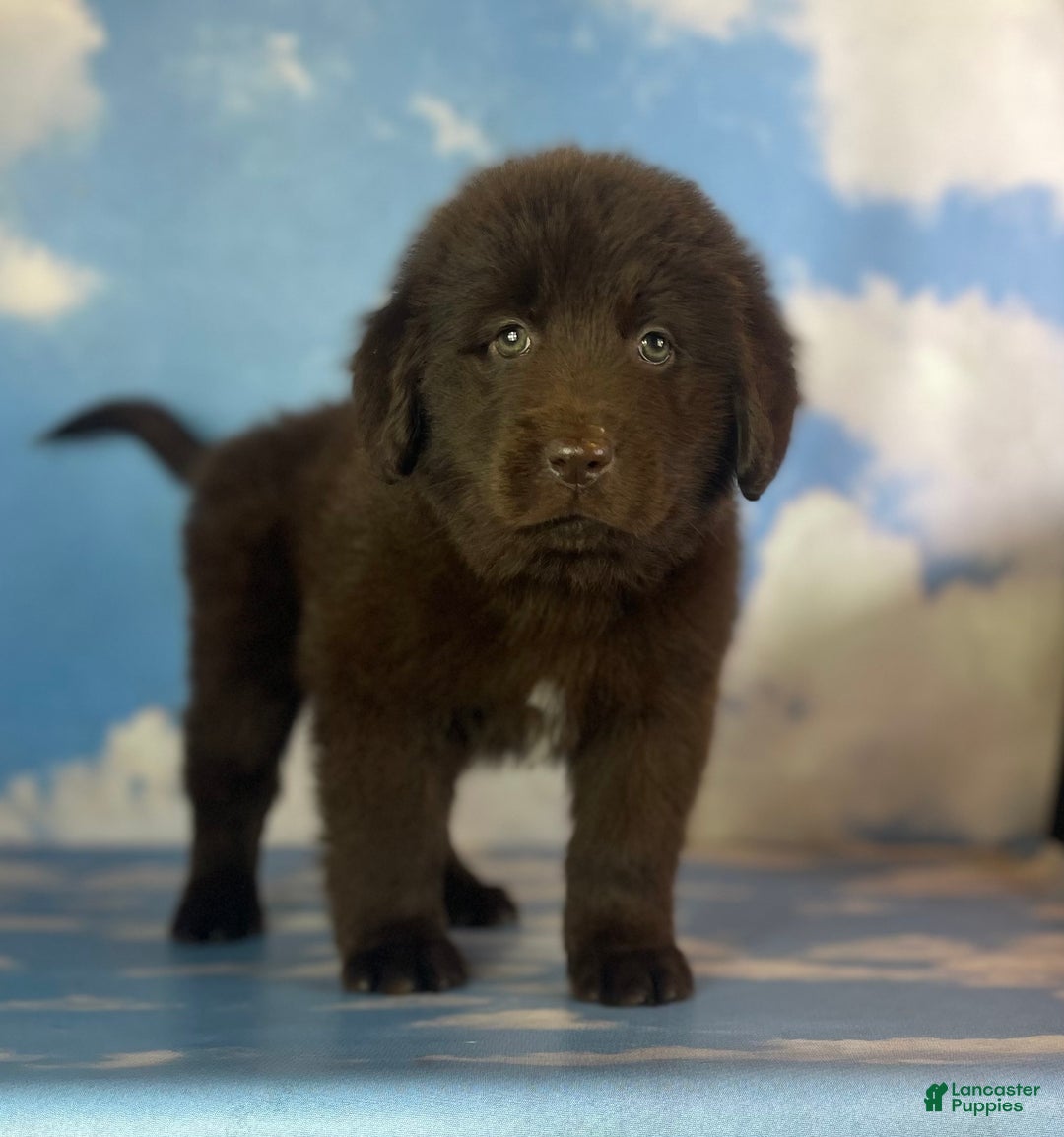 Mixed Breed dogs for sale: Evie - Ad 2