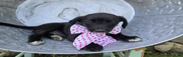 Mixed Breed dogs for sale: Becka - Ad 5