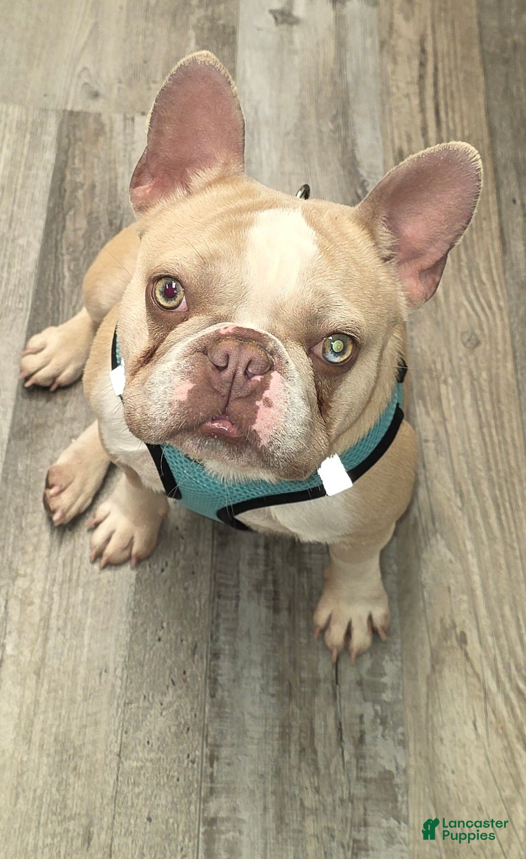 French Bulldog dogs for sale: Glamour - Ad 3