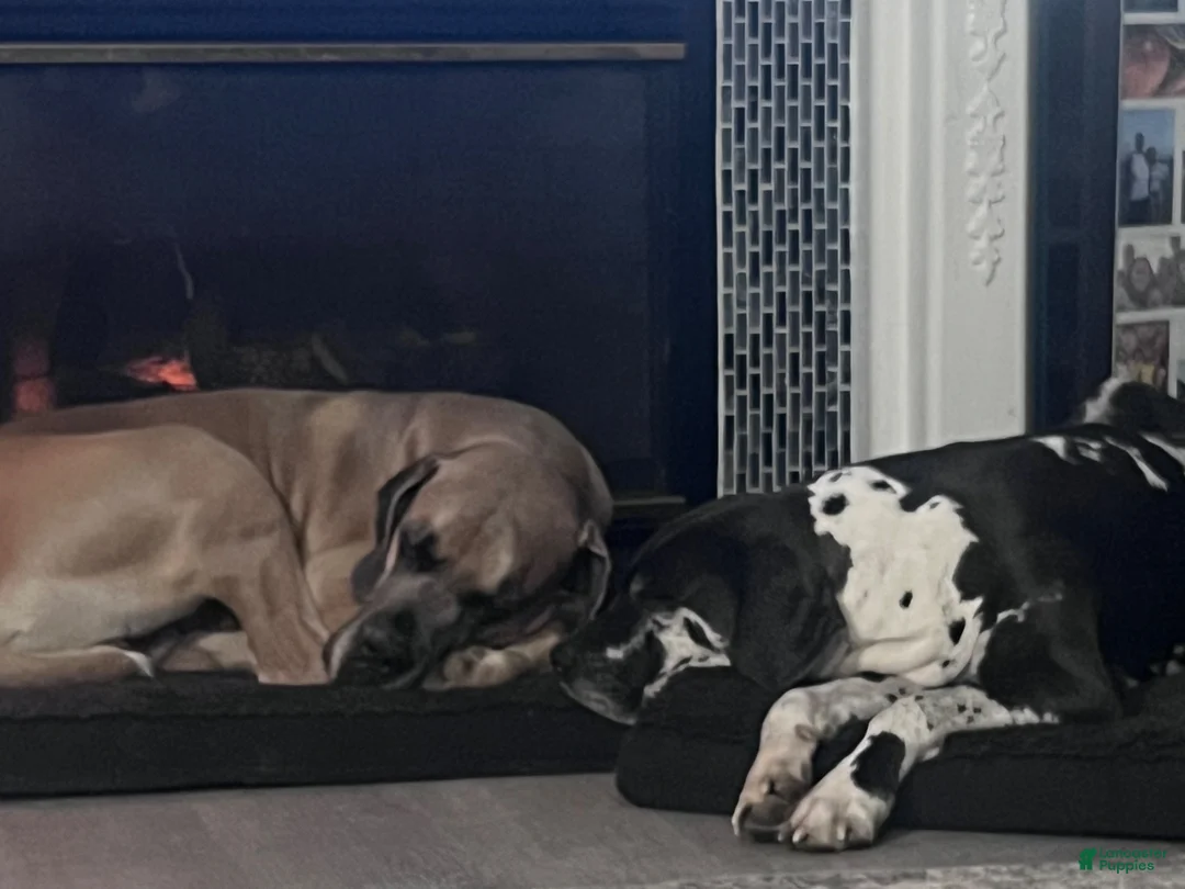 Great Dane dogs for sale: Pink - Ad 7