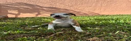 Mixed Breed dogs for sale: Mixed Breed 1 - Ad 3