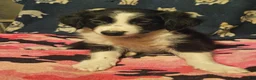 Chihuahua dogs for sale: Noddy (T-Cup) - Ad 19