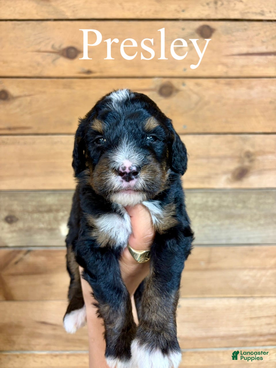Bernedoodle dogs Presley - Ad 1