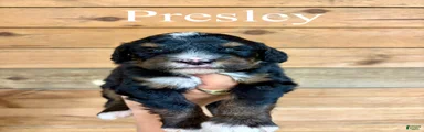 Presley