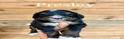 Bernedoodle dogs for sale: Presley - Ad 1