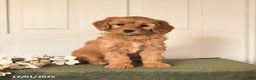 Mini Goldendoodle dogs for sale: Peanuts - Ad 1