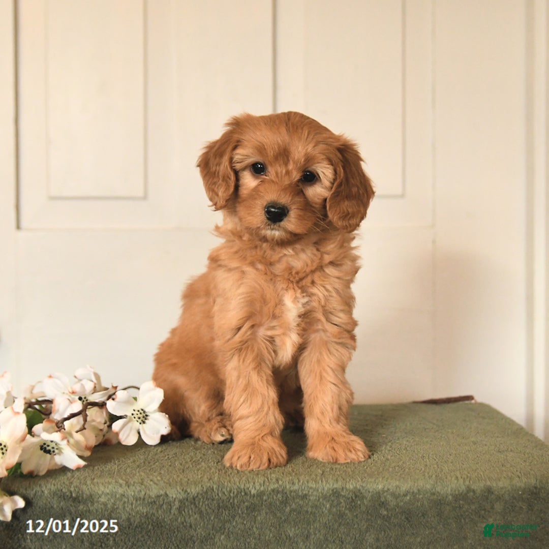 Mini Goldendoodle dogs for sale: Peanuts - Ad 1