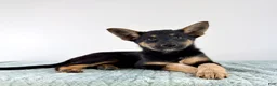 Mixed Breed dogs for sale: Xena - Ad 2