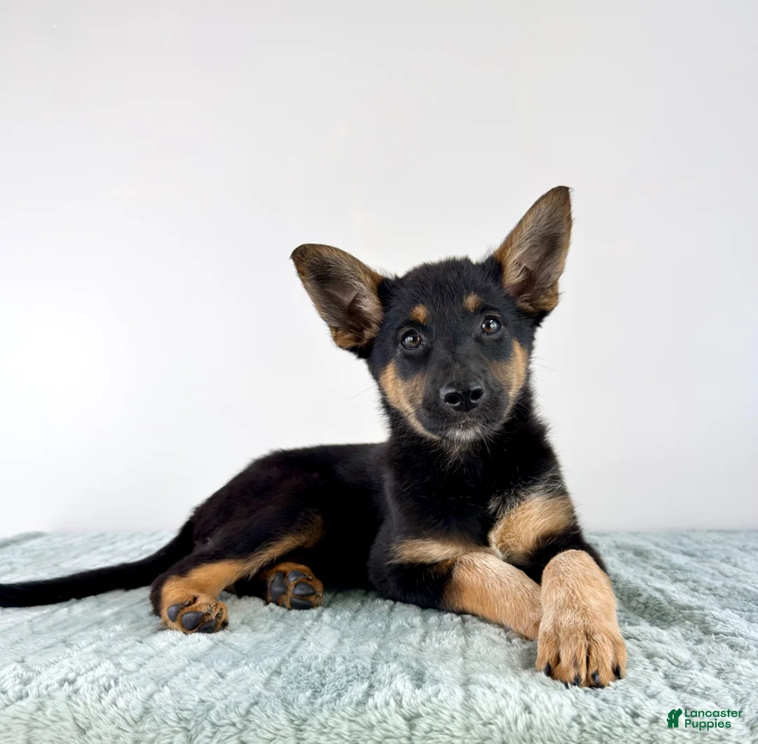 Mixed Breed dogs for sale: Xena - Ad 2
