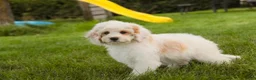 Mixed Breed dogs for sale: Gnome MUNCHKIN BERNEDOODLE - Ad 5