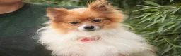 Pomeranian dogs for sale: Toulouse Pomeranian  - Ad 9