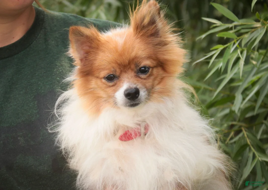 Pomeranian dogs for sale: Toulouse Pomeranian  - Ad 9