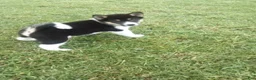 Shiba Inu dogs for sale: Shiba Inu 4 Freddy - Ad 2