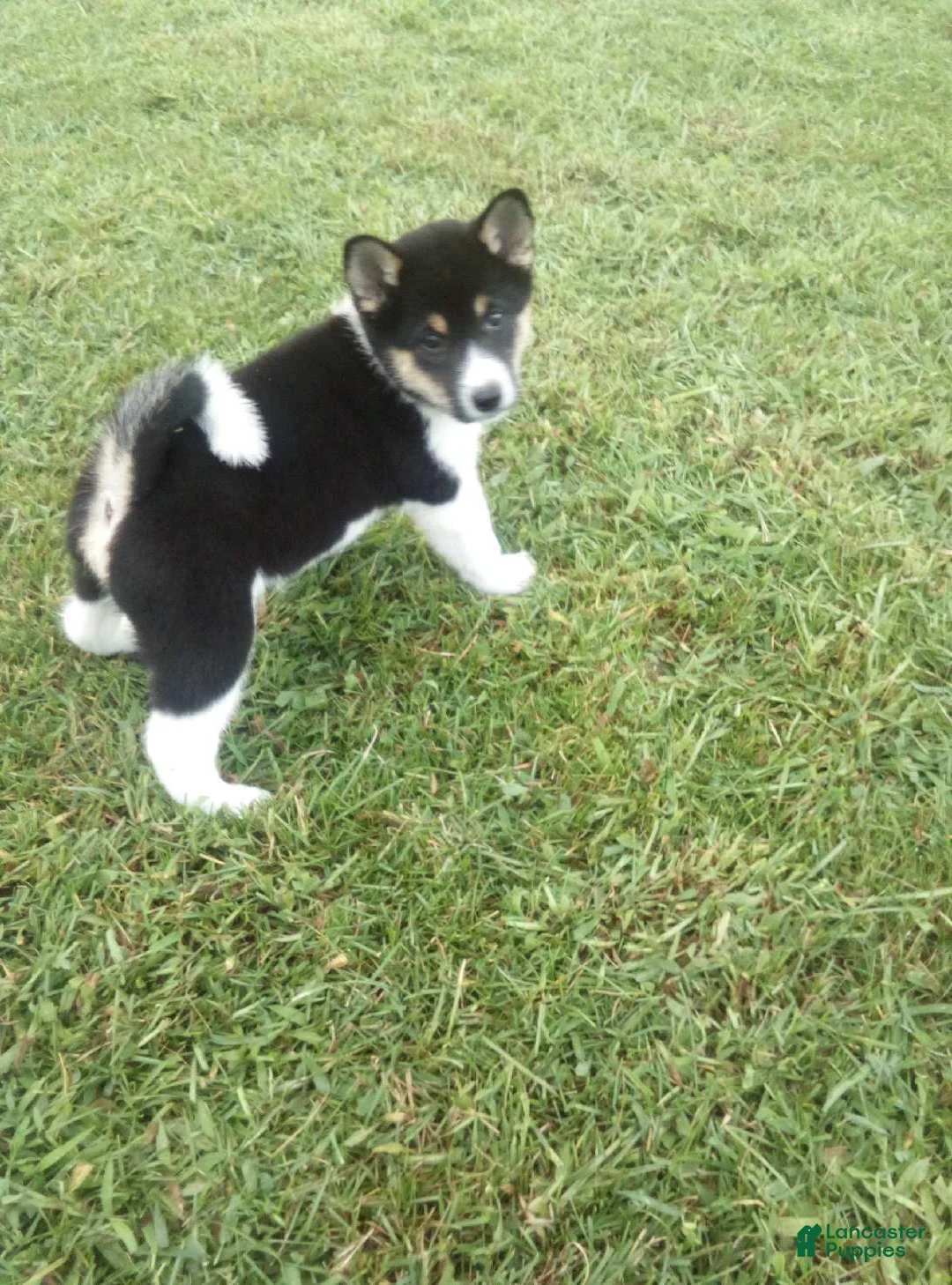 Shiba Inu dogs for sale: Shiba Inu 4 Freddy - Ad 2