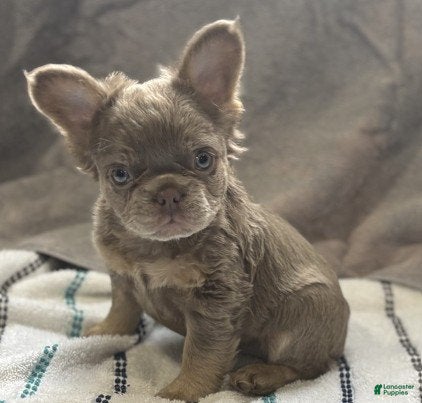French Bulldog dogs Meet Fibi!  French Bulldog Puppy 1 - Ad 32