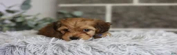 Yorkiepoo dogs for sale: Peanut - Ad 5